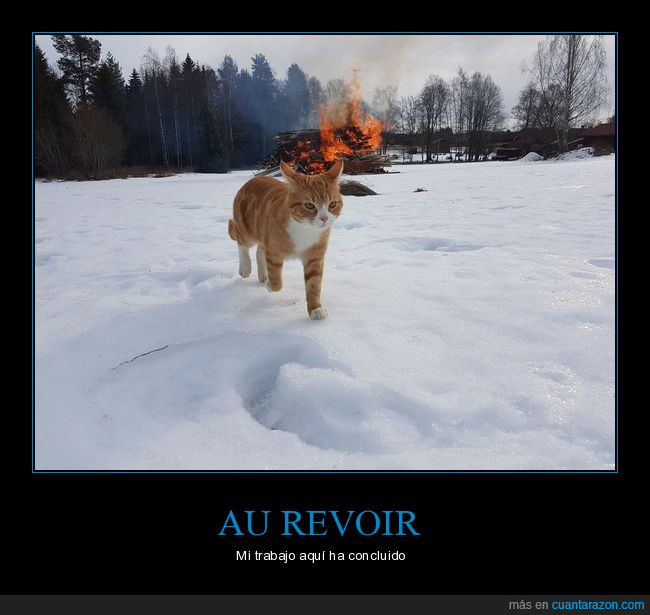 gato,felino,félido,elegancia,fotografía